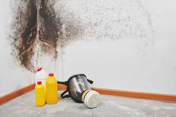 Best Black Mold Removal  in Mount Olive, MS