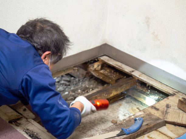 Best Best Mold Removal Companies  in Mount Olive, MS