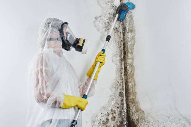 Office Mold Removal Services in Mount Olive, MS