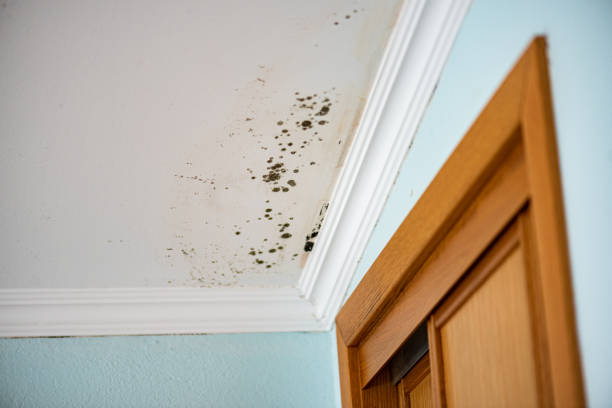 Best Mold Removal Company Near Me  in Mount Olive, MS