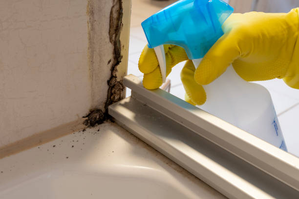 Best Home Mold Removal  in Mount Olive, MS