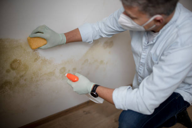 Best Mold Cleaning Services  in Mount Olive, MS