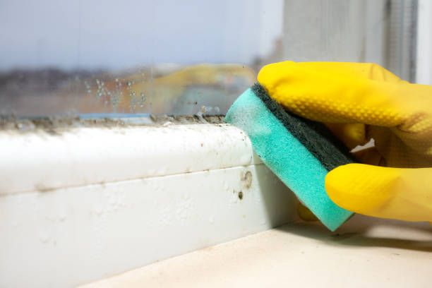 Mold Removal Process in Mount Olive, MS