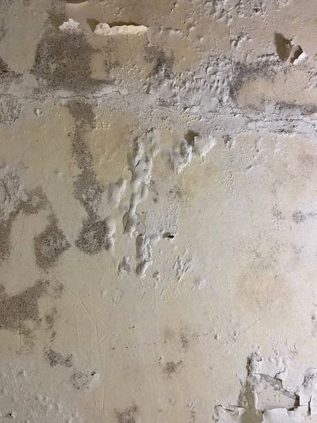 Best Affordable Mold Removal  in Mount Olive, MS