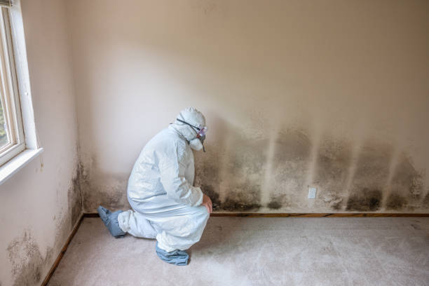 Professional Mold Removal in Mount Olive, MS