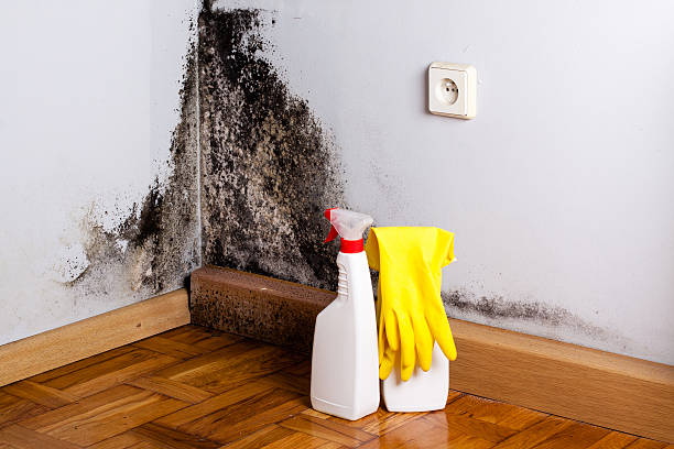 Best Home Mold Removal  in Mount Olive, MS