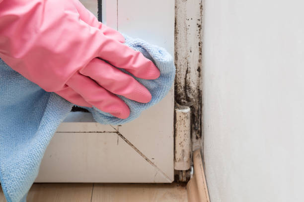 Best Local Mold Removal Service  in Mount Olive, MS