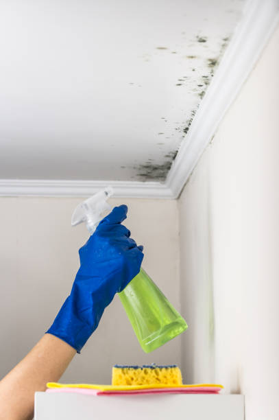 Best Mold Testing  in Mount Olive, MS
